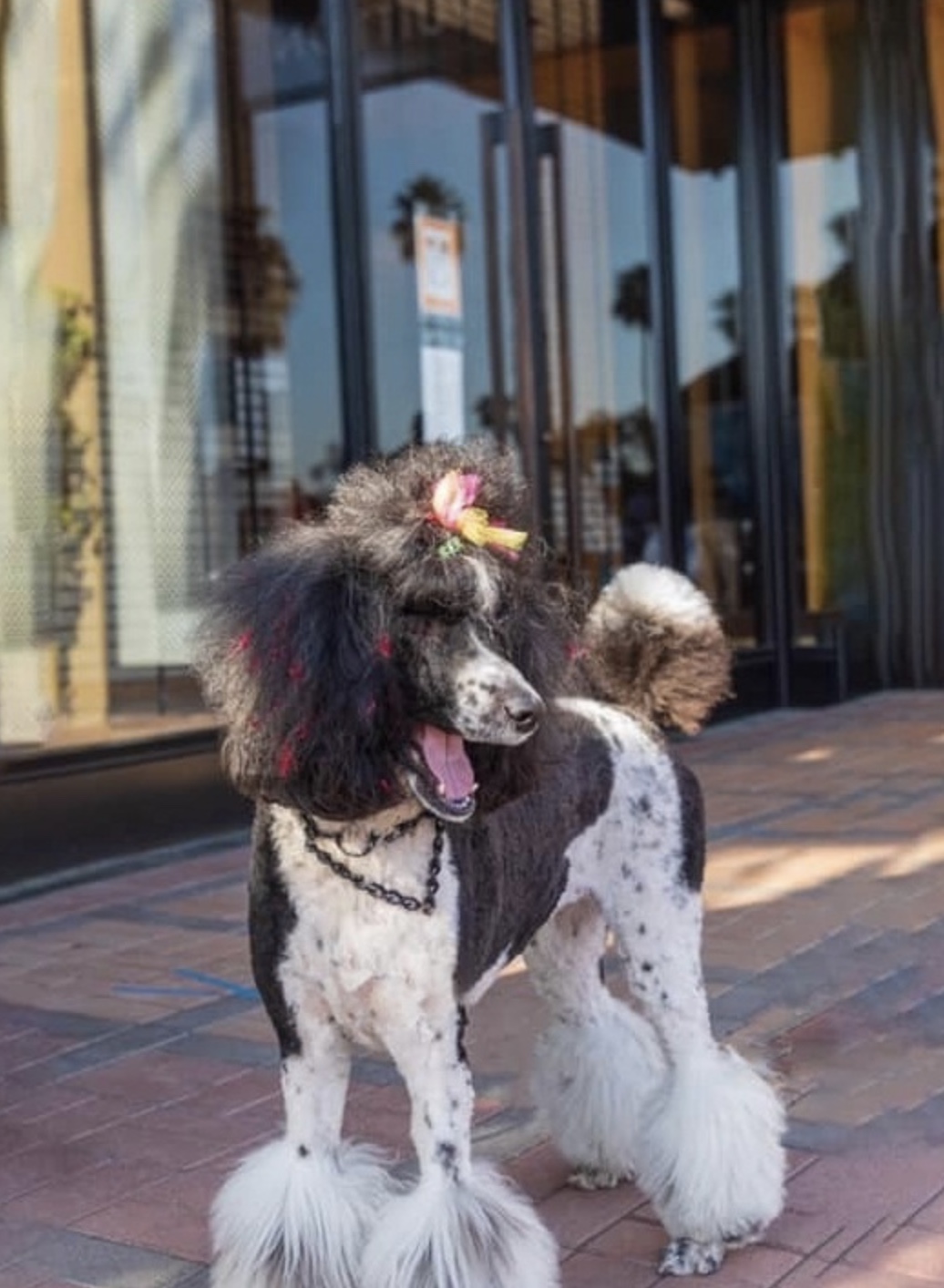 Poodle Promenade